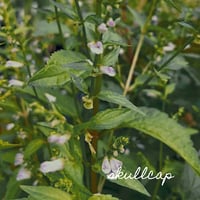 Image 2 of Skullcap 