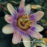 Image 2 of Passionflower 
