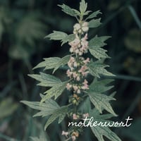 Image 2 of Motherwort 