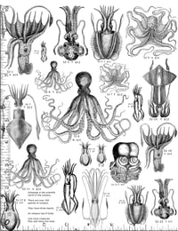 Image 1 of Octopus & Squid Rubber Stamps P32
