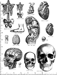 Image 1 of Skulls & Anatomical Rubber Stamps P34