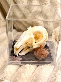 Image 1 of Rabbit skull & aragonite crystal