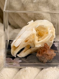 Image 2 of Rabbit skull & aragonite crystal