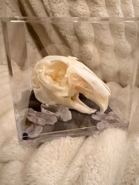 Image 3 of Rabbit skull & aragonite crystal