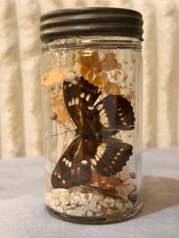 Image 1 of Specimen No. II