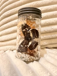 Image 2 of Specimen No. II