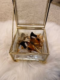 Image 1 of Specimen No. III