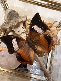 Image 2 of Specimen No. III