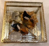 Image 6 of Specimen No. III