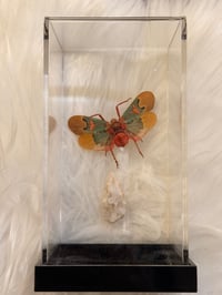 Image 1 of Specimen No. IV
