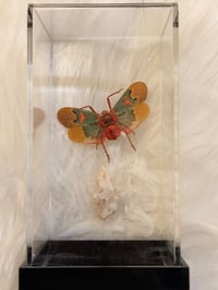 Image 2 of Specimen No. IV