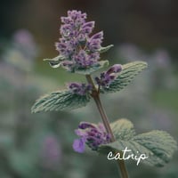 Image 2 of Catnip Tincture