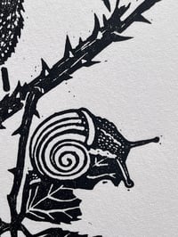 Image 3 of ‘Little Wren’