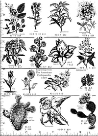 Image 1 of Flowers & Cactus Rubber Stamps P41