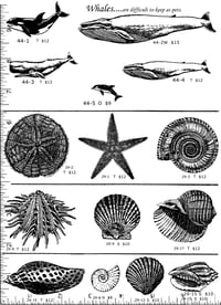 Image 1 of Whales & Shells P44