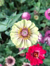Zinnia