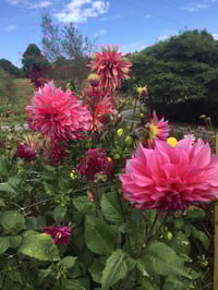 Mixed Dahlia Seeds