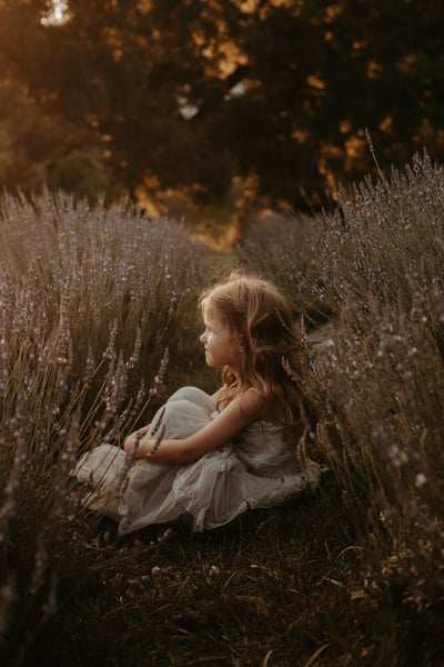 Image of Lavender Field Minis