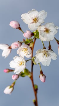 Image 1 of Cherry Blossom