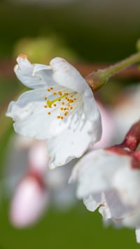 Image 2 of Cherry Blossom