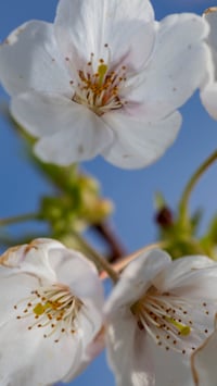 Image 4 of Cherry Blossom