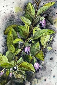Nightshade