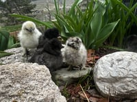 Image 1 of Blue / Black / Splash Silkie