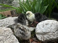 Image 2 of Blue / Black / Splash Silkie
