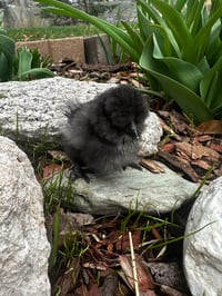 Image 3 of Blue / Black / Splash Silkie