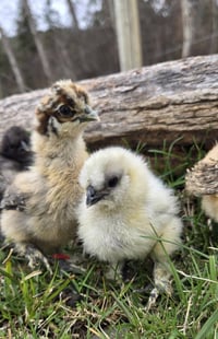 Image 4 of Blue / Black / Splash Silkie