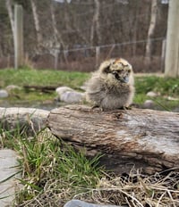 Image 5 of Blue / Black / Splash Silkie