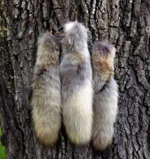 Image of Coyote Tail Keychain