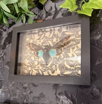 Image 1 of Blue Cicada Tosena splendida