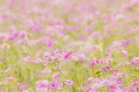 Kids Only Minis - Wildflowers