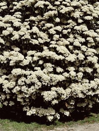 Image 6 of Lille clutch med flæse 001