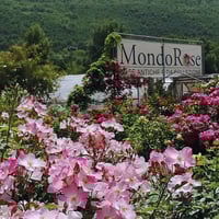 Image 2 of KOKEDAMA - LABORATORIO DI GIARDINAGGIO CREATIVO 