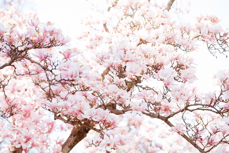 Image of Mini Session Full Gallery Upgrade $300