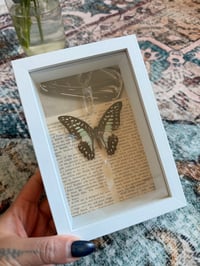 Image 1 of Specimen No. XIII