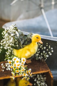 Image 6 of Splash with Ducklings mini 