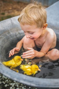 Image 11 of Splash with Ducklings mini 