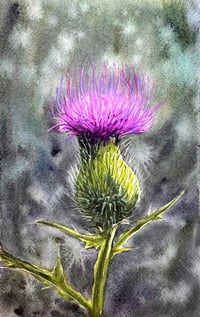 Thistle