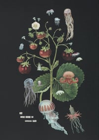 The fragile beauty of strawberry jellies