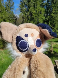 Image 5 of Lynk Aussie Shepherd 🐶 🌷