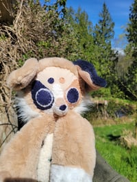 Image 4 of Lynk Aussie Shepherd 🐶 🌷