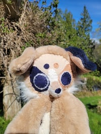 Image 3 of Lynk Aussie Shepherd 🐶 🌷