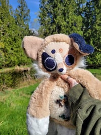 Image 8 of Lynk Aussie Shepherd 🐶 🌷