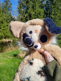 Image 2 of Lynk Aussie Shepherd 🐶 🌷