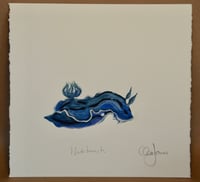 Blue Nudibranch 
