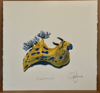 Yellow and Blue Nudibranch 