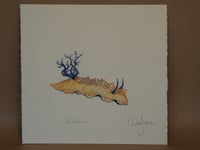 Yellow Nudibranch 